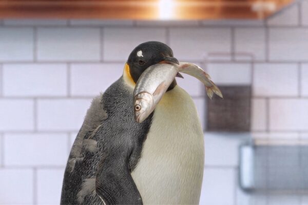 Pinguin in der Küche – Werbefilm für Belehrungsfilm Online